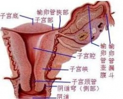 附件炎的克星 德国POT纯净臭氧无创技术